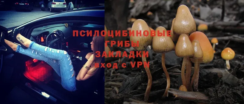 нарко площадка телеграм  ОМГ ОМГ сайт  Камешково  Псилоцибиновые грибы MAGIC MUSHROOMS 